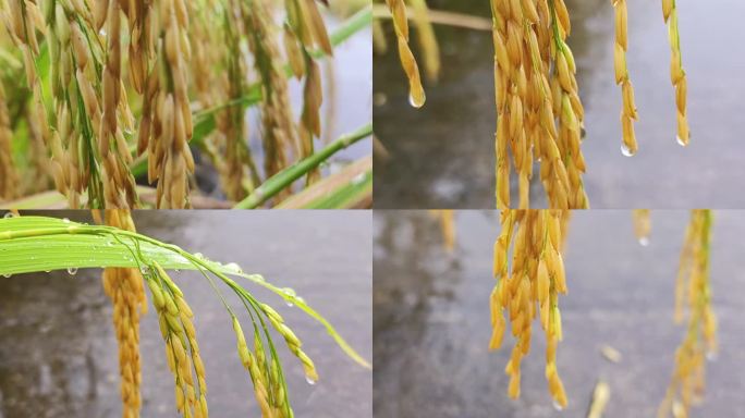 雨天稻田水滴从稻穗稻谷上滑落稻田基地