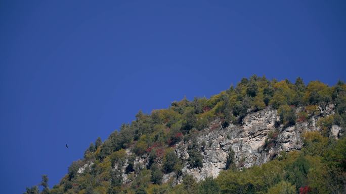 高山雄鹰