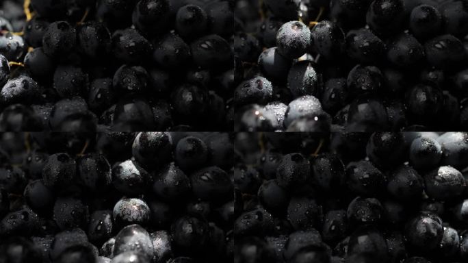 葡萄。一束阳光慢慢地从树荫下美丽的黑葡萄上掠过。特写镜头