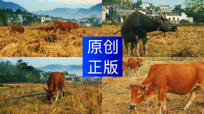 诗意农村江南农村生活景观