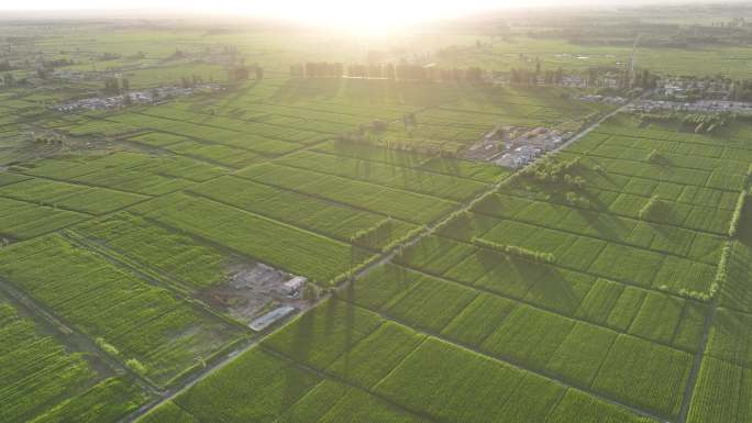 玉米制种基地 甘肃张掖