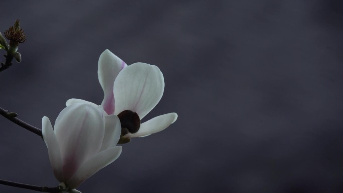 玉兰花开花朵特写