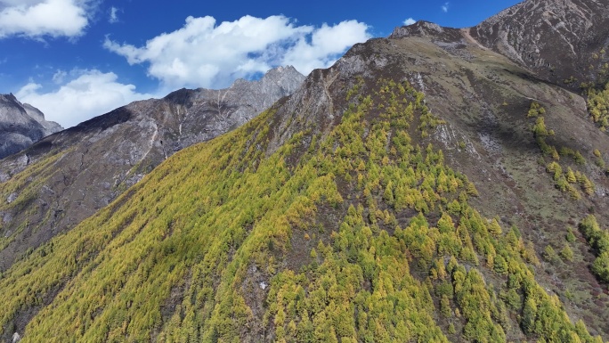 川西高原雪山秋景蓝天白云航拍