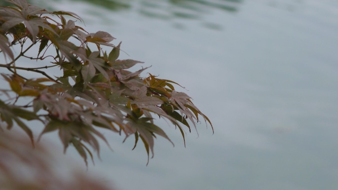 树叶绿叶蜜蜂麻雀惬意禅意生活休闲空镜