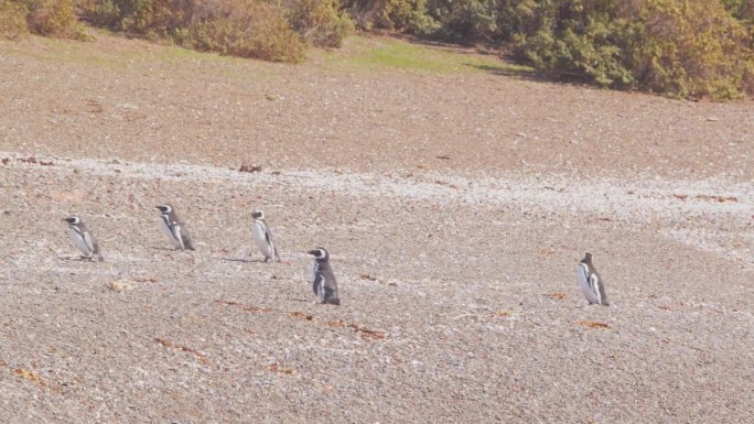 一小群麦哲伦企鹅走在巴塔哥尼亚的沙滩上