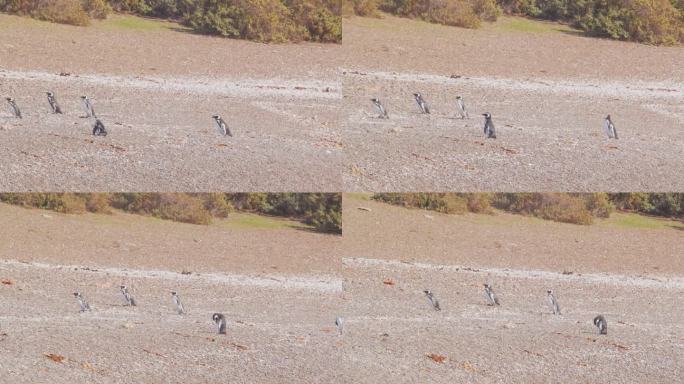 一小群麦哲伦企鹅走在巴塔哥尼亚的沙滩上