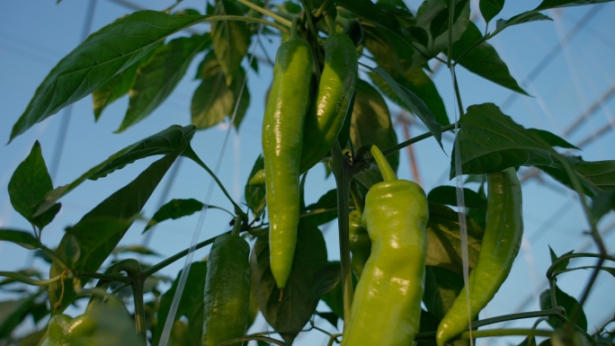 温室辣椒青椒种植蔬菜大棚农业大棚乡村振兴