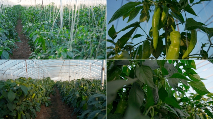 温室辣椒青椒种植蔬菜大棚农业大棚乡村振兴