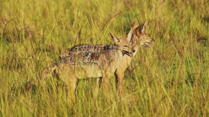 慢动作拍摄两只胡狼调查，观察近距离区域，非洲野生动物在马赛马拉国家保护区的生存，肯尼亚，非洲野生动物