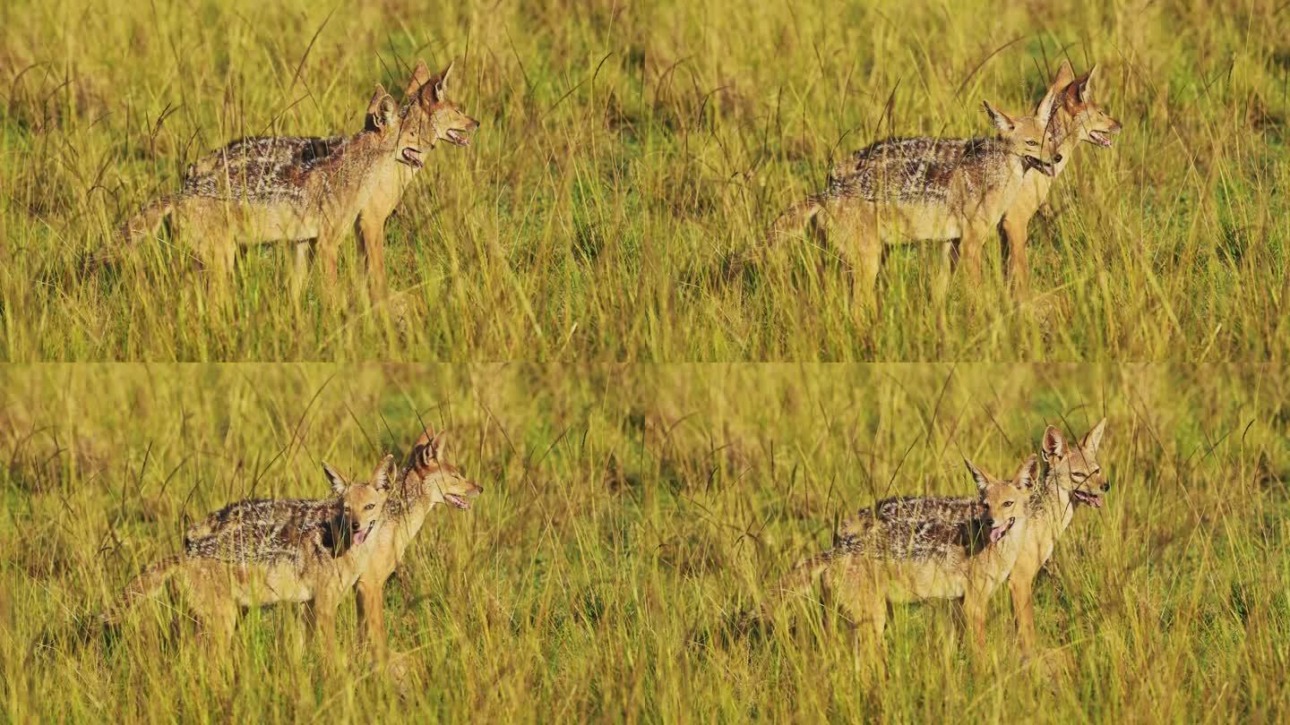 慢动作拍摄两只胡狼调查，观察近距离区域，非洲野生动物在马赛马拉国家保护区的生存，肯尼亚，非洲野生动物