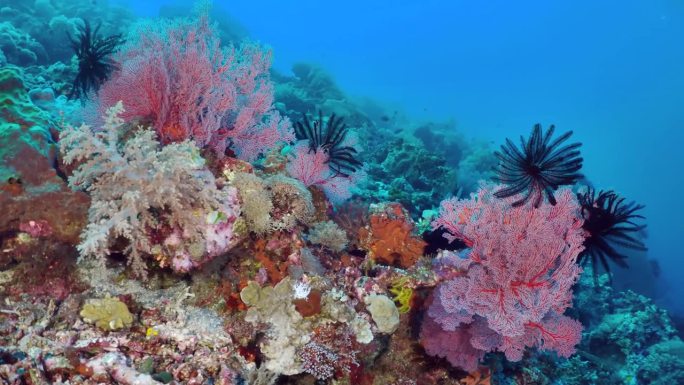 彩色珊瑚鱼的背景。
