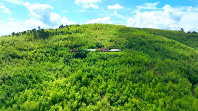 峨山县竹海景区 峨山县玉竹峰海