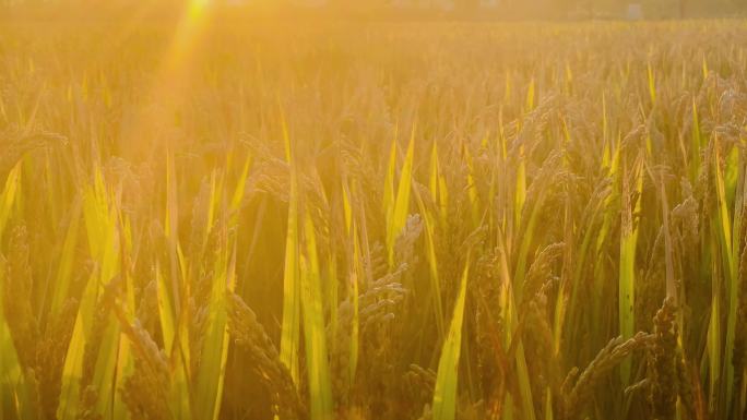 夕阳西下的稻田