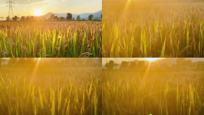 夕阳西下的稻田