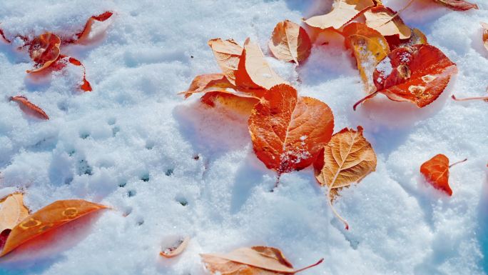 秋天下雪后地上红色落叶升格唯美空镜