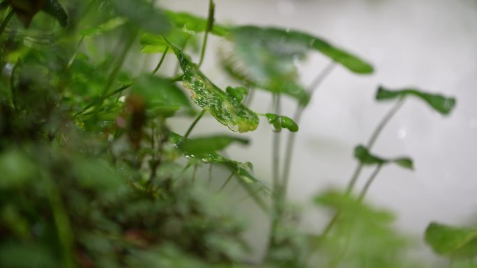 烟雾缭绕湿润树叶