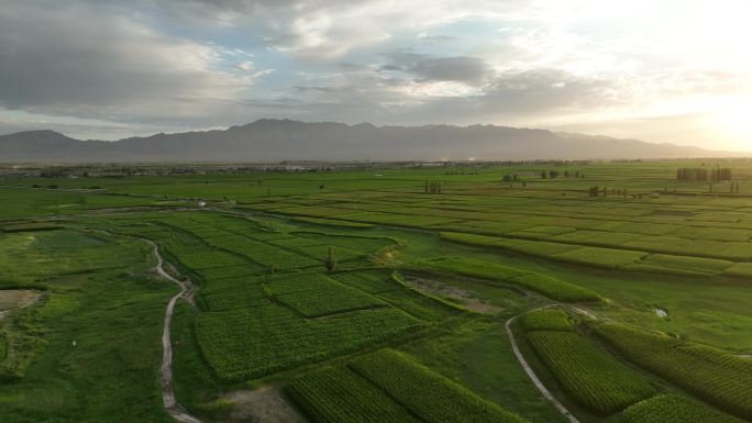 玉米制种基地 甘肃张掖