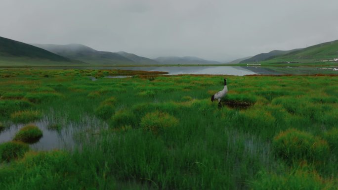 湿地里的黑颈鹤
