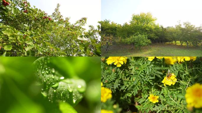 勤劳的蜜蜂 鲜花 山楂    自然 植物