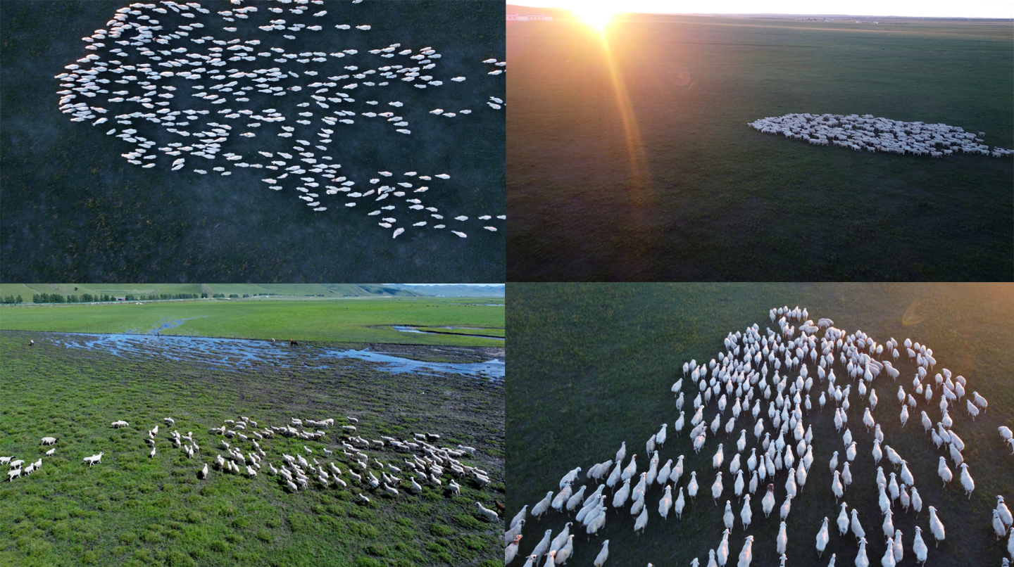 夕阳西下 草原傍晚羊群航拍