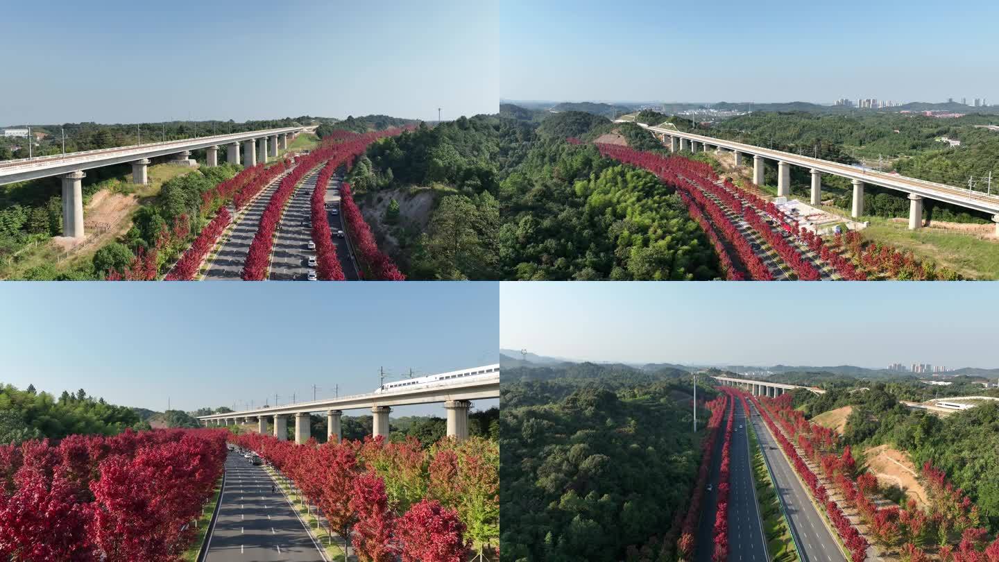 湖南鱼形湖路红枫路 高铁 枫叶