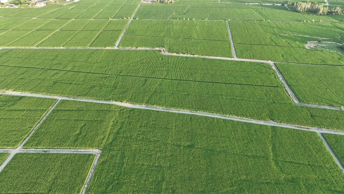 玉米制种基地 甘肃张掖