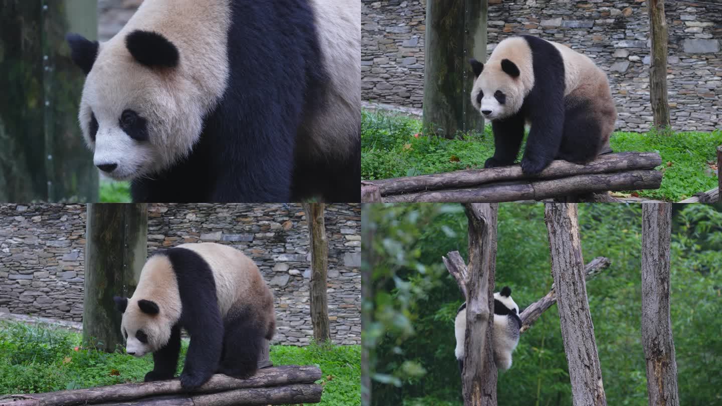 卧龙大熊猫