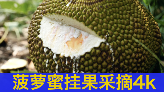 菠萝蜜产地采摘4k