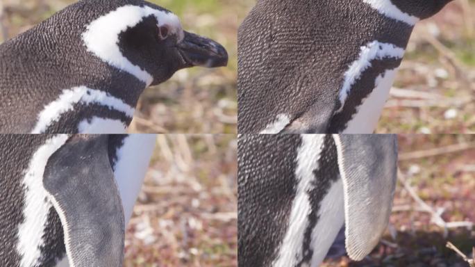 麦哲伦企鹅的超级特写，展示了它从头到脚的纹理