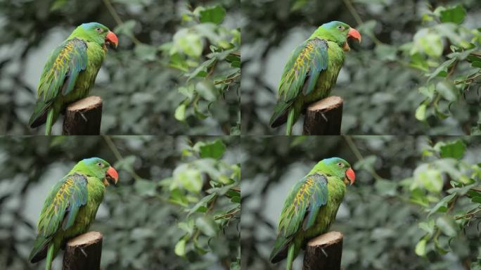 特写:一只蓝色的鹦鹉坐在热带的绿色丛林里，用橙色的嘴呱呱叫着
