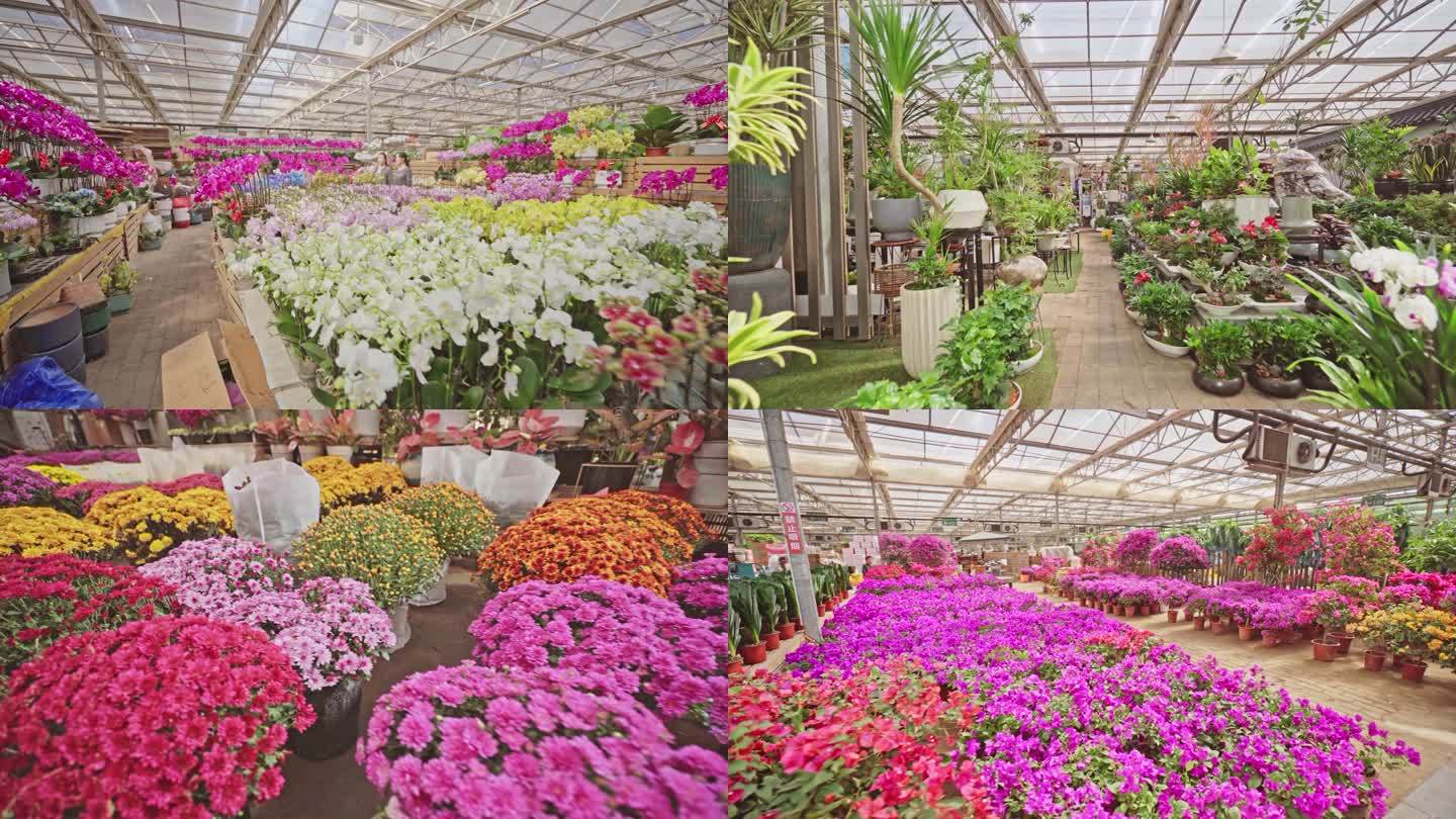 绿植花卉市场4k