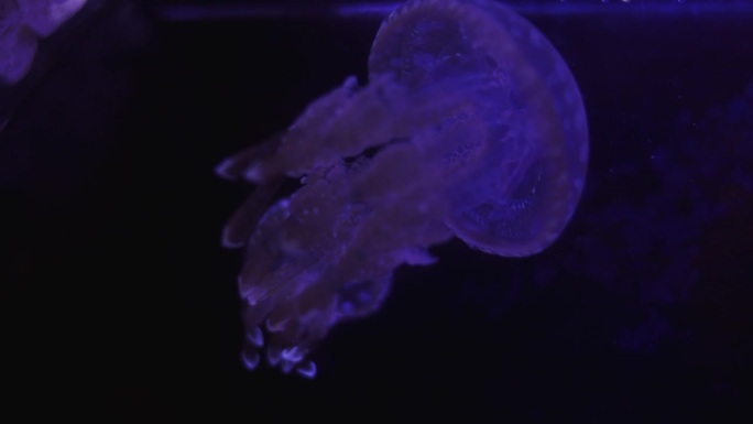 《近距离探索》揭示了水母的毒性，它们在黑暗中发光，用触手释放毒素，预示着这种美丽而致命的海洋生物的危