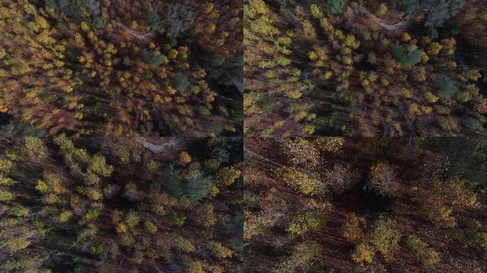 航拍威海环翠区羊亭湿地公园鹅掌楸树林秋色