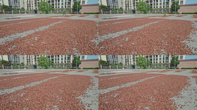 诸暨市枫桥香榧 晒香榧