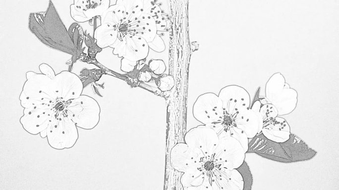 一个酸樱桃树的花朵绽放和生长在白色背景的抽象时间间隔。盛开的小白花樱。以16:9的比例延时。樱花盛开