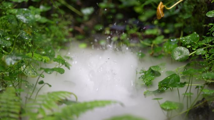 仙气飘飘绿色植物