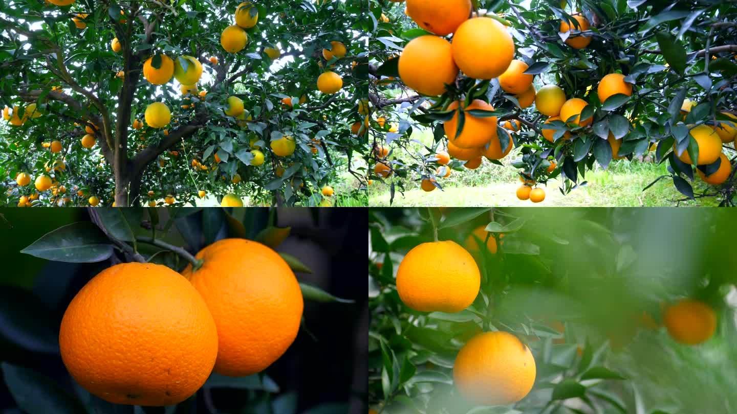果园脐橙实拍3