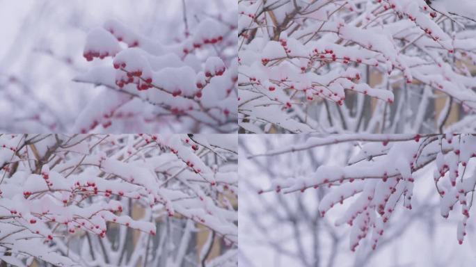 初雪 瑞雪兆丰年 意境