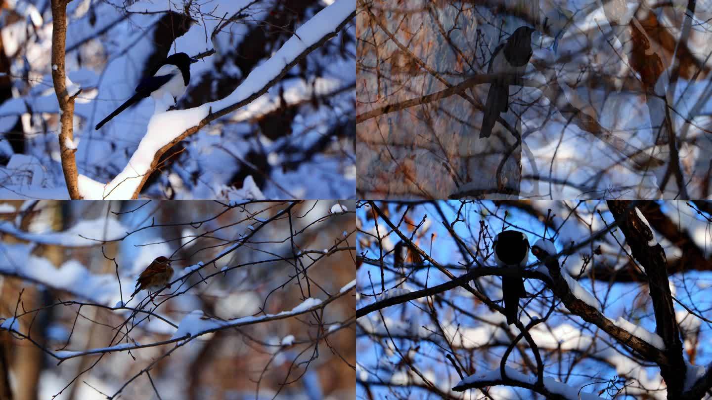 冬季在树枝上的小鸟 喜鹊 白脸山雀