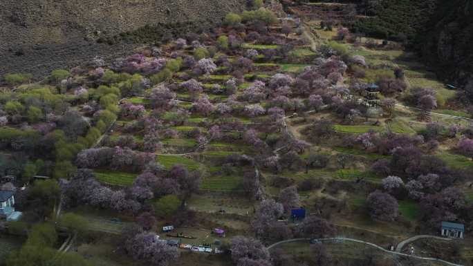 4K航拍西藏林芝桃花村桃花