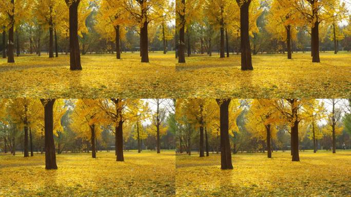 银杏树林 4K分辨率升格镜头