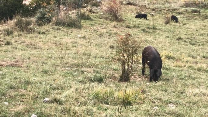 秋天，高山草地上的一只黑猪