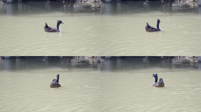 一群鸭子在自然河流中漂浮在水面上放松地游泳。