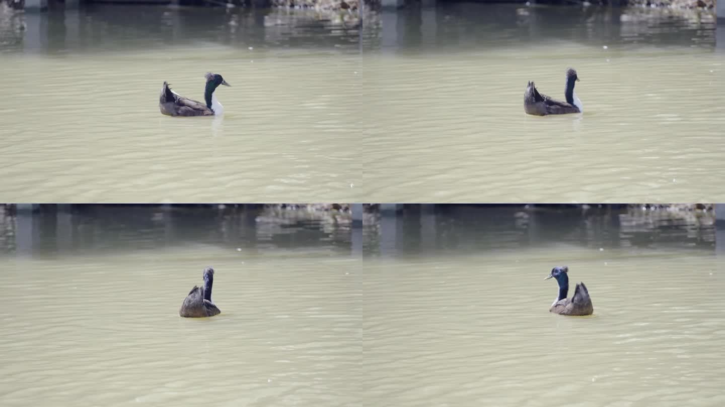一群鸭子在自然河流中漂浮在水面上放松地游泳。