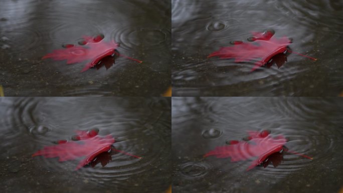 秋雨中的落叶