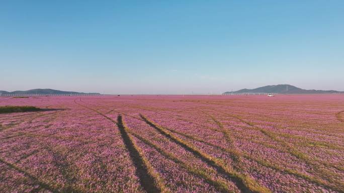 鄱阳湖粉色蓼子花低角度航拍