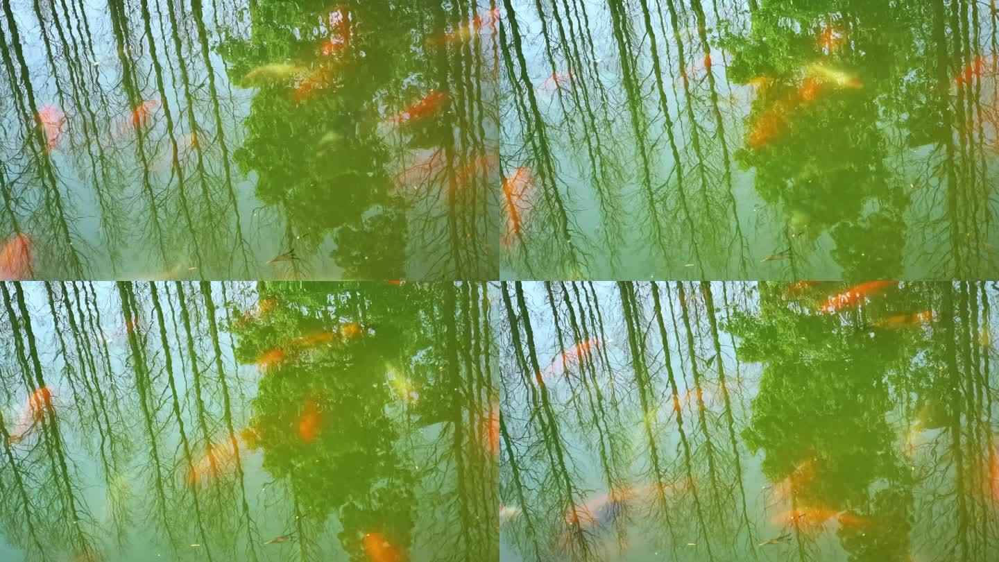 水中树影锦鲤游动