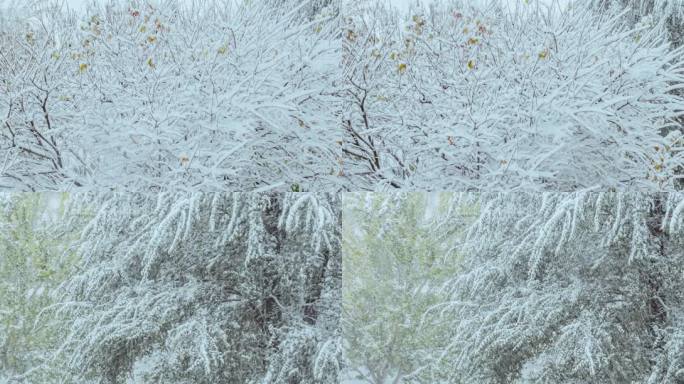 初冬大雪街边树木风雪北方冬季寒潮