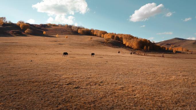 航拍乌兰布统草原上放养的马群