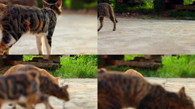 猫野猫家猫喂猫自家猫养猫